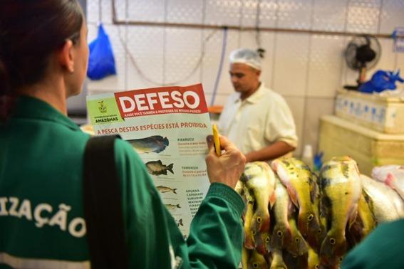 Ipaam divulga início do Período Defeso das Espécies Subaquáticas do Amazonas – 2024