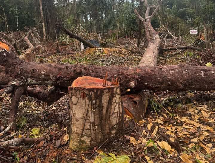 PM prende homens acusados de desmatamento e incêndios em áreas de ocupação em Parintins