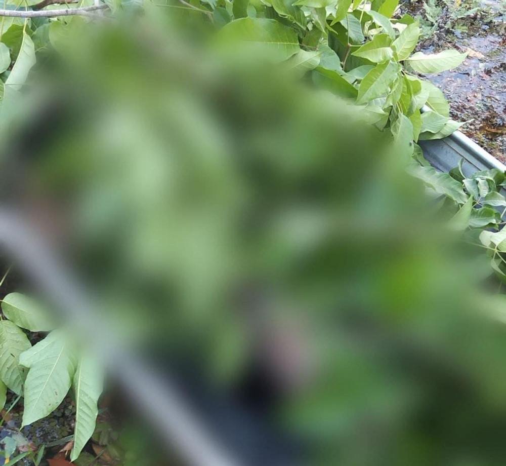 Adolescente de 17 anos é vítima de homicídio na zona rural de Maués