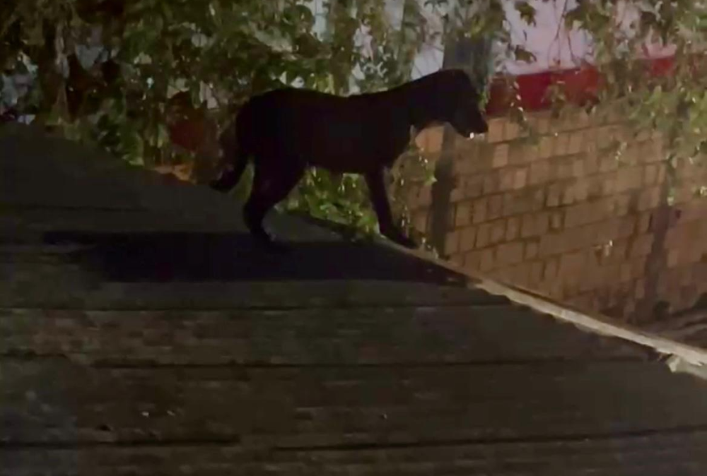Em Parintins, cachorro sobe em telhado e é resgatado pelo Corpo de Bombeiros