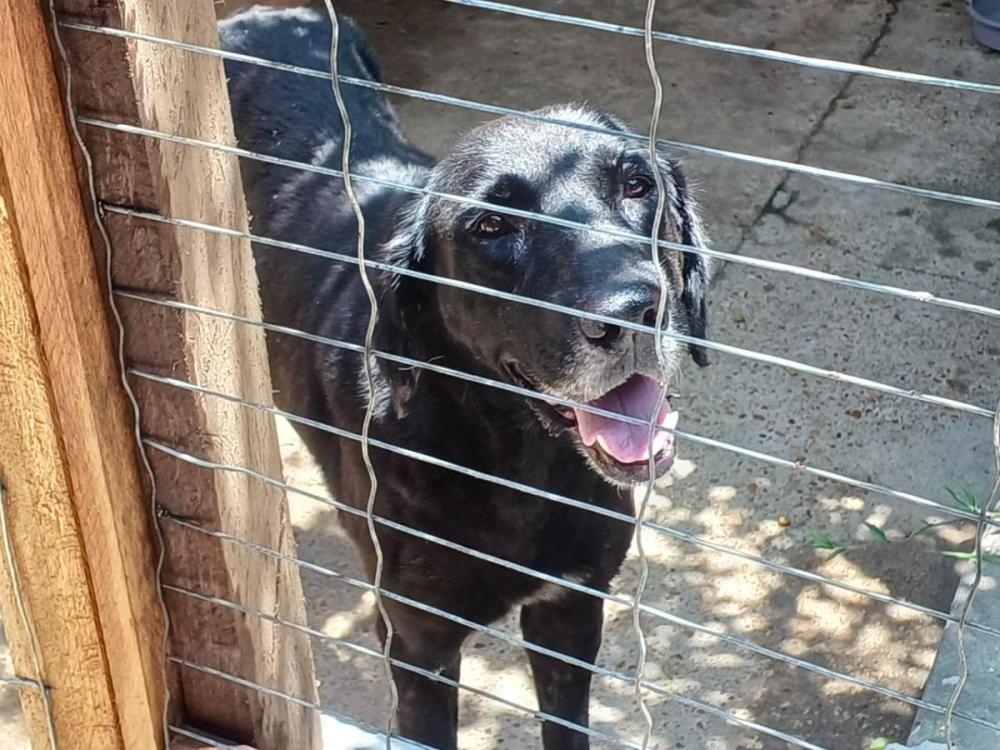 Prefeitura de Parintins inicia mutirão de castração de cães e gatos nesta terça-feira (16)