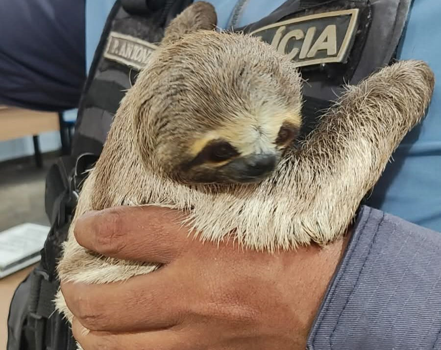 Preguiça é resgatada em Parintins após ser retirada da natureza